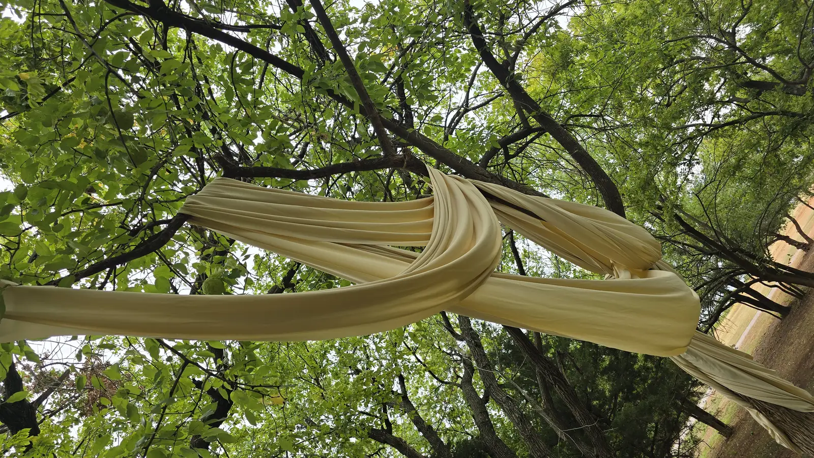 Looking up at the twisted fabric knot in the tree canopy